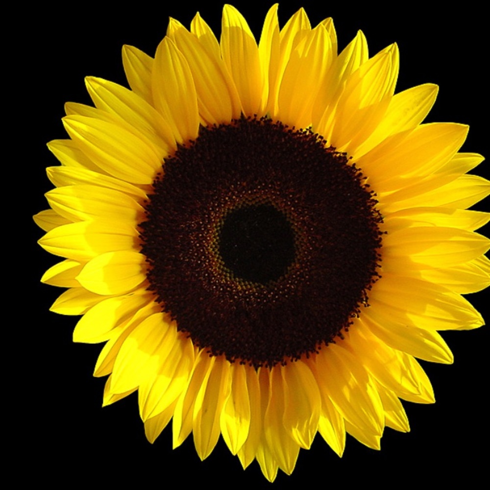 Meet your Posher, Stef